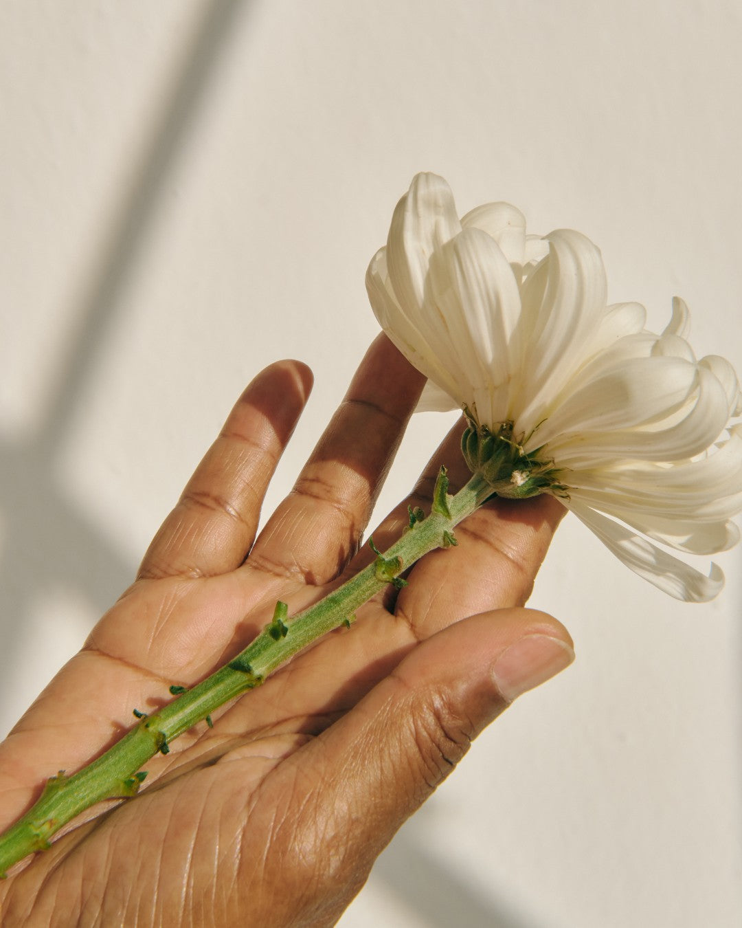 Chemical vs. Physical Exfoliation — A Corneotherapy Perspective on Barrier-Safe Renewal