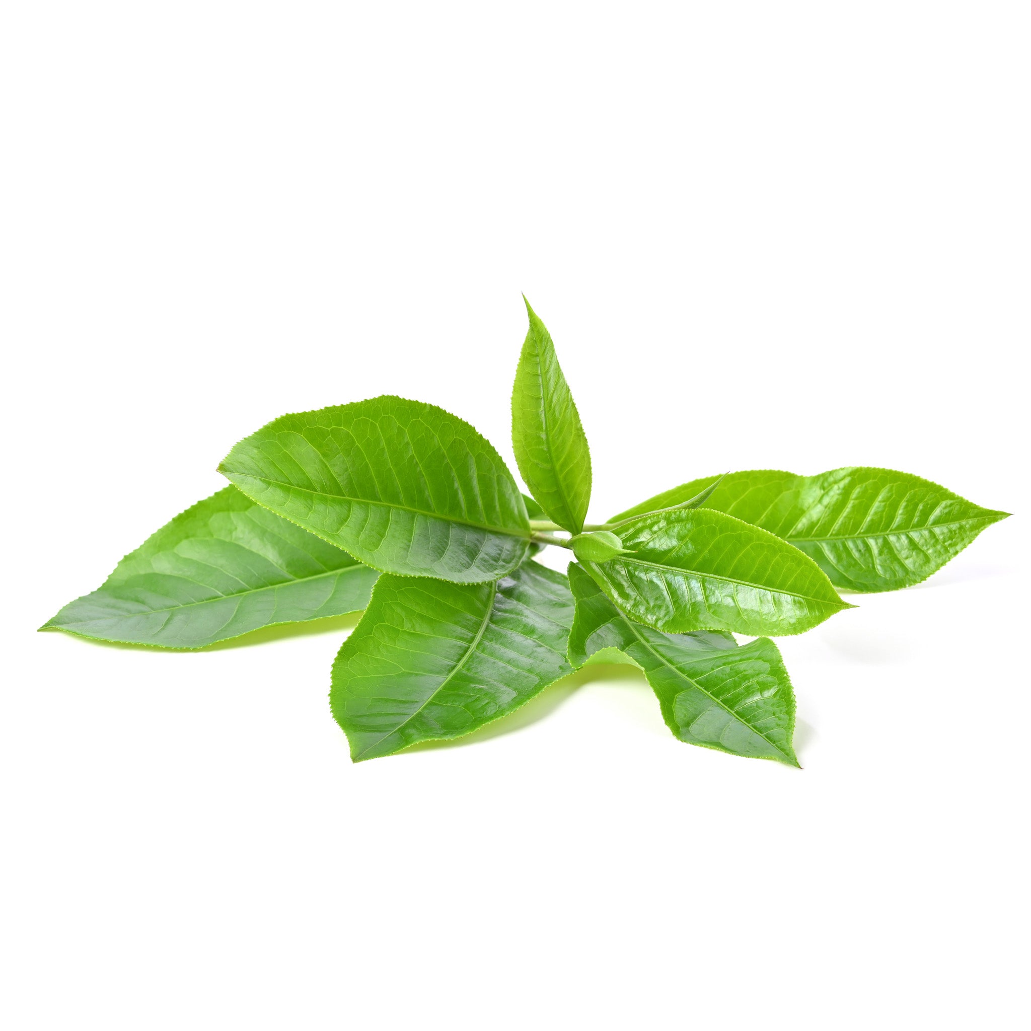 Camellia Sinensis (Green Tea) Extract: Antioxidant, helps fight the appearance of fine line and wrinkles